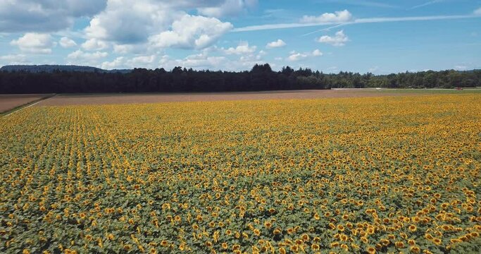 un champ de tournesol en &eacute;t&eacute; - Suisse