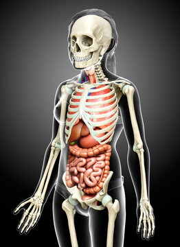 3d rendered medically accurate illustration of girl Internal organs and skeleton system
