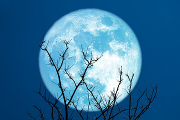 Super blue sturgeon moon and silhouette tree in the night sky