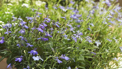 blue label flowers lit by the sun