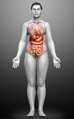 3d rendered medically accurate illustration of Female Digestive System  and heart