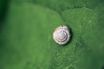 Closeup on small snail in a shell on a green leaf