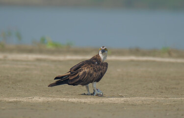 A Wild Bird On The Bank Of River With Fish at daylight .