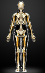 3d rendered medically accurate illustration ofa female nervous system and skeleton system