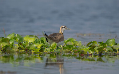 A Wild Bird Moving Alone In The Lake at morning light .