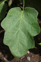 Leaf details of green plants