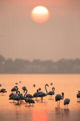 Greater Flamingos at sunrise, Bahrain