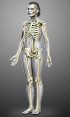 3d rendered, medically accurate illustration of a female skeleton system