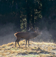 Red Deer (Cervus elaphus), mating, roaring in autumn, backlit and frost