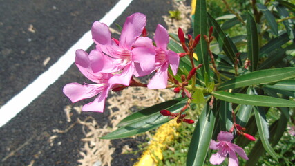 butterfly on a flower