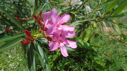 pink magnolia flowers