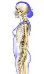 3d rendered medically accurate illustration ofa female nervous system and skeleton system