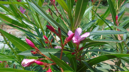 pink and white flowers