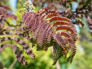 Close up with the foliage of Albizia julibrissin 'Summer Chocolate tree