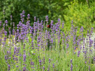 Beautiful landscape with lavender field. Lavandula angustifolia or Lavandula officinalis purple flowers. Selective focus.