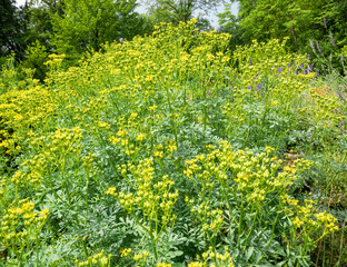 Yellow flowers of Ruta graveolens also known as common rue or herb of grace. Many small yellow flower on a field.