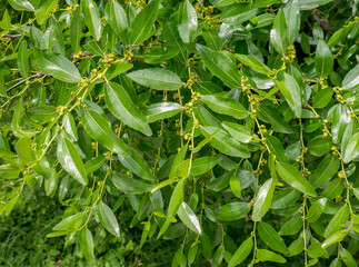Fresh green foliage of Ziziphus jujube tree.