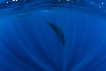 Sperm whales underwater in blue deep ocean in Mauritius.