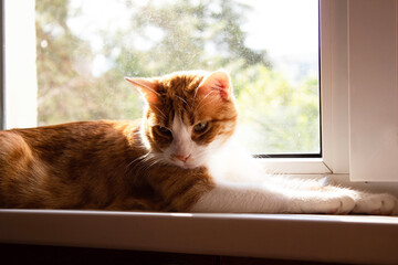 red sad cat lies on the windowsill