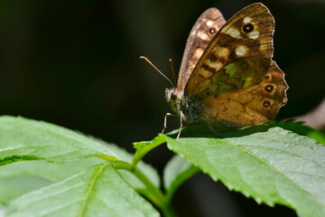 Ein Waldbrettspiel Falter auf einem grünen Blatt. Beide sind von einem Sonnenstrahl beleuchtet, der Hintergrund ist aber dunkel und unscharf.