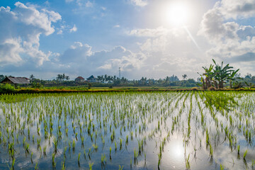 バリ島の田園風景