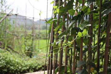 Cowpeas and leaves growing on bamboo fences