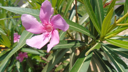 pink orchid flower