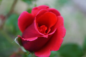 Red rose in a Florence garden