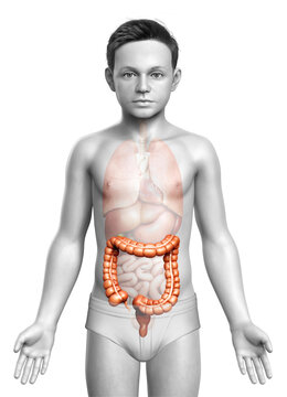 3d rendered, medically accurate illustration of boy large intestine anatomy