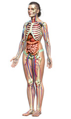 3d rendered medically accurate illustration of female Internal organs, skeleton and circulatory system