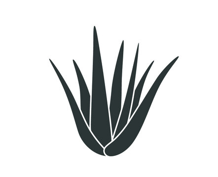 recommend clip art: Aloe plant vector illustration.  Aloe vera icon. Aloe vera plant. 