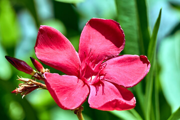 red oleander flower on the island of Crete