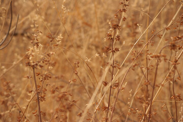 Fototapeta premium Beautiful dry grass background, yellow forest for background.