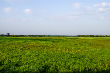 Fototapeta na wymiar Green field. Environmentally friendly meadow where cows graze