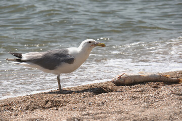 a seagull has found fish on the seashore and wants to eat it