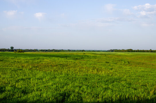 Green field. Environmentally friendly meadow where cows graze
