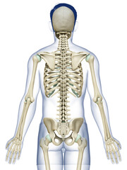 3d rendered, medically accurate illustration of a male skeleton system