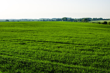 Fototapeta na wymiar Field of spring wheat, which was planted in the spring