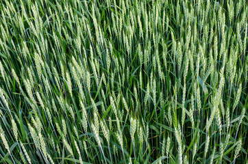 Top view of wheat. Growing wheat for the production of confectionery baking