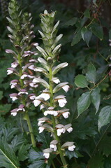 Obraz premium Bear's breeches (Acanthus mollis) in a garden in Florence