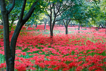  Red spider lily habitat