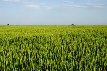 Agricultural field of green wheat. The cultivation of wheat for export abroad