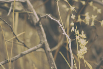 Beautiful dry grass background, yellow forest for background.
