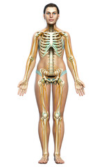 3d rendered medically accurate illustration ofa female nervous system and skeleton system