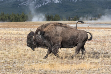 American Bison coursthip - bull chasing a cow