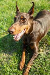 Brown-and-tan doberman dobermann dog lies on green grass on a sunny day close up. Vertical orientation. 