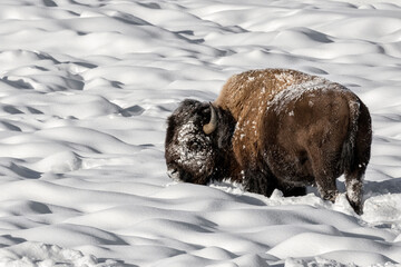American Bison searching for food in the snow