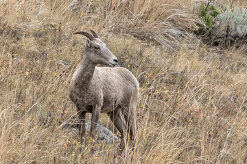 Obraz na płótnie Canvas Bighorn Sheep ewe