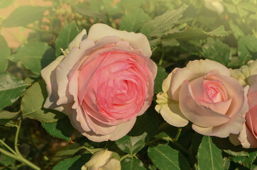 Bush of white roses Eden Rose. White rose flowers
