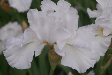 White iris in a garden in Florence